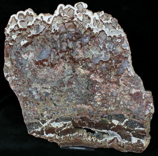 Mawsonia madaginia Plume Stromatolite - Australia #22486